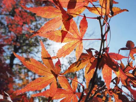 紅葉 紅葉の写真