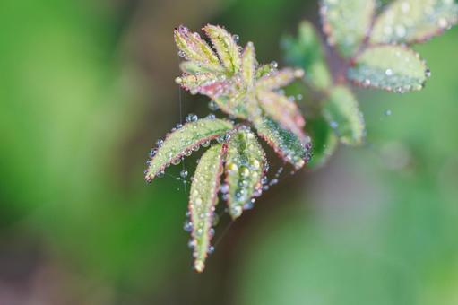 雨上がり水玉のある葉 雨上がり水玉のある葉 水滴,植物,自然の写真素材