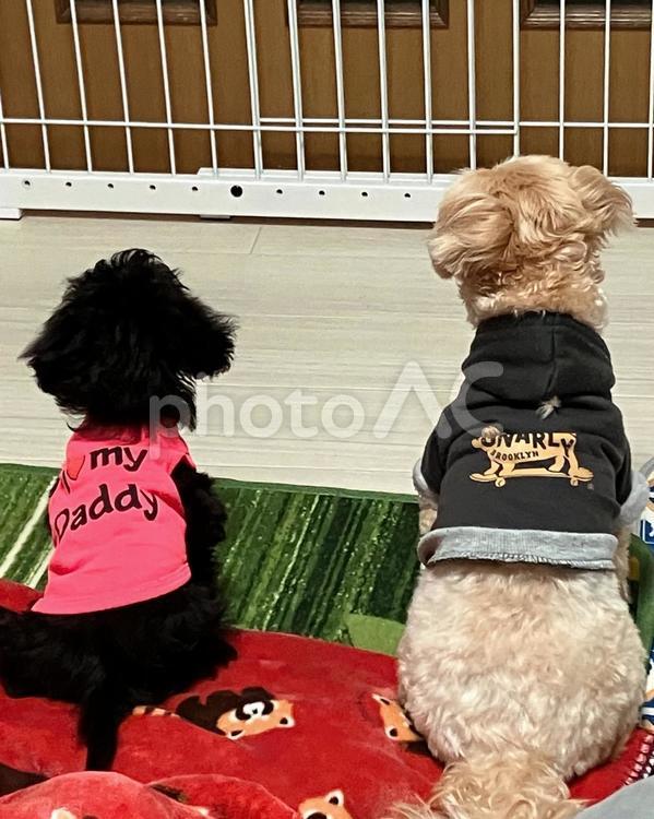 帰りを待つ姉妹犬 犬,dog,ドッグの写真素材