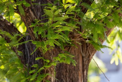 Photo, early summer, green, natural, 