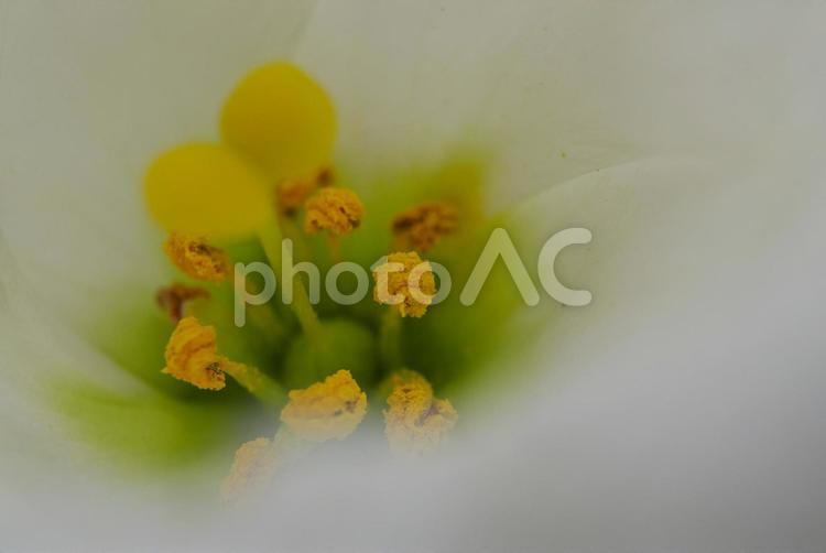 白い花の雄しべと雌しべのマクロ 花,自然,黄色の写真素材