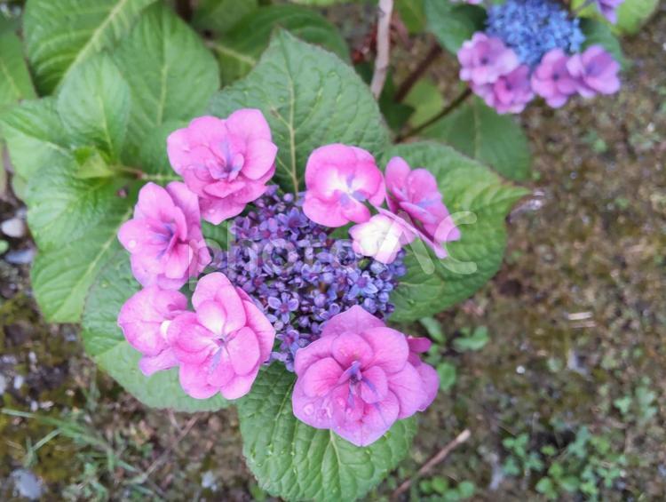 いのちの輝き 夏,花,7月の写真素材