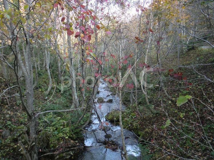 20121027知床カムイワッカ湯の滝への道7 北海道,知床,秋の写真素材