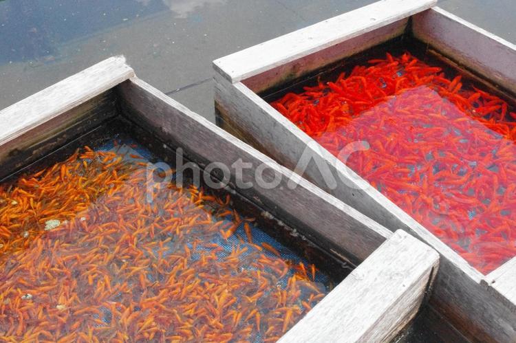 水の中をひらひらと｜売り場に泳ぐ金魚たち 金魚,赤,夏の写真素材