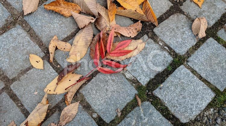 落ち葉　秋　紅葉　自然　色 落ち葉,秋,紅葉の写真素材