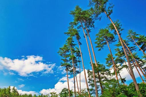 晴天の空の下、高く伸びる松の木々 晴天の空の下、高く伸びる松の木々 青空,木,自然の写真素材