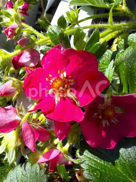 いちごの花 春,早春,２月の写真素材