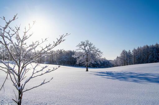 白銀の雪原に佇む霧氷の孤高の樹 霧氷,樹氷,一本木の写真素材