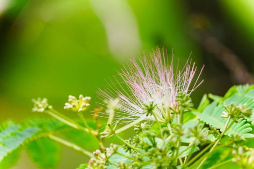Silk Tree ⒀, JPG Silk Tree ⒀, JPG