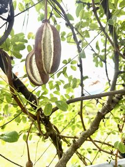 あけび あけび,果物,実の写真素材