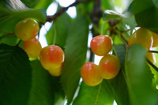 Cherries, JPG