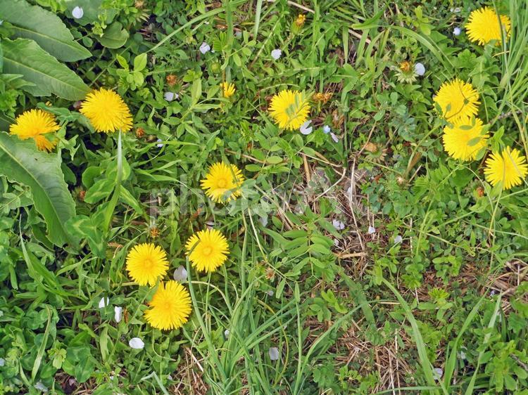 たんぽぽ たんぽぽ,春,花の写真素材