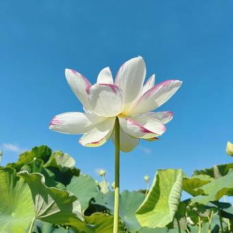 蓮子の花 蓮子の花の写真