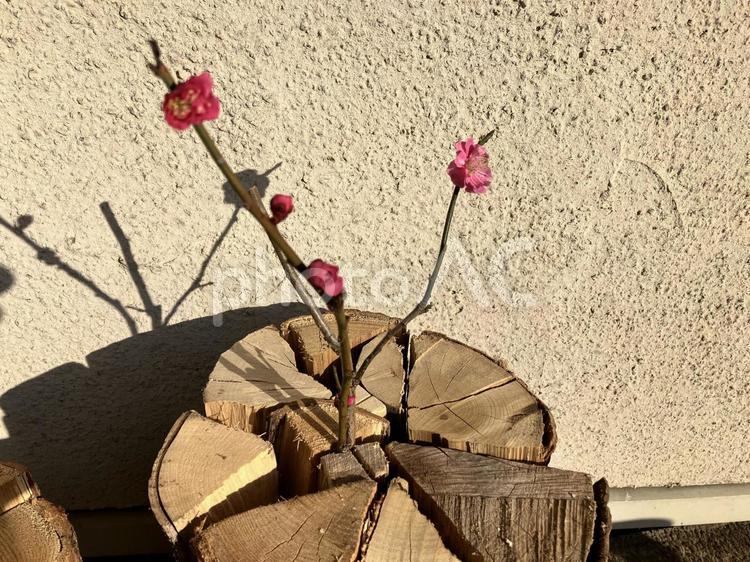 生け花　薪の束に梅の蕾活けてみた 梅の枝,薪,蕾の写真素材