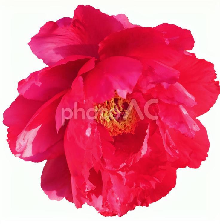 ボタンの花(切り抜き/psd) ボタン,植物,自然の写真素材