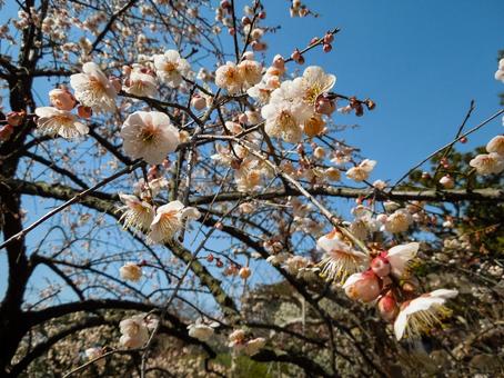 咲き始めの梅の花 梅,花,早春の写真素材