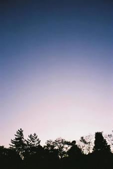 夕暮れ時のシルエット(フィルム写真) 夕暮れ時のシルエット(フィルム写真) マジックアワー,木,夕暮れの写真素材