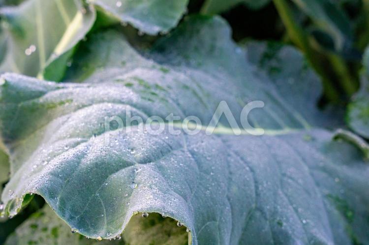 朝日に照らされるキャベツ畑 キャベツ畑,キャベツ,畑の写真素材