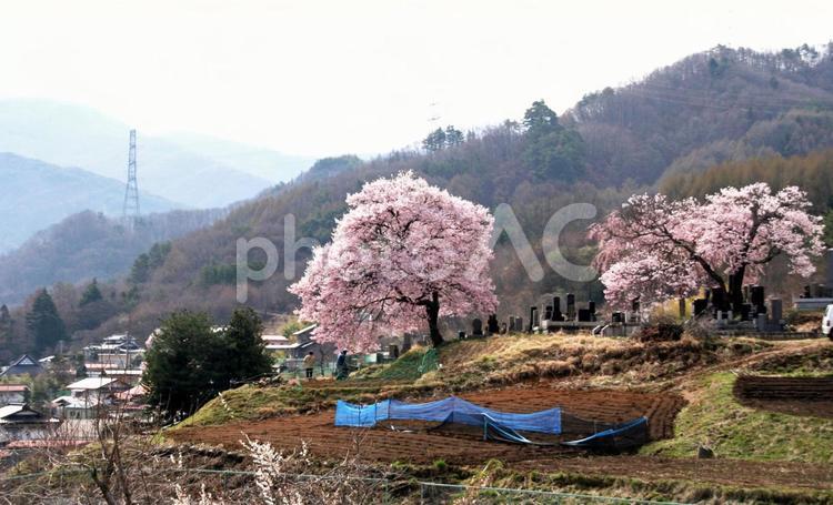 信州の桜04 桜,春,咲くの写真素材