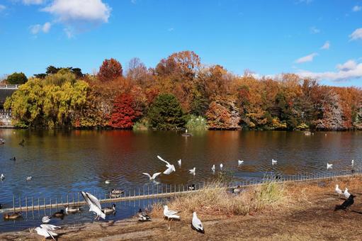 鶴見緑地21(大池) 鶴見緑地21(大池) カモ,動物,鳥の写真素材