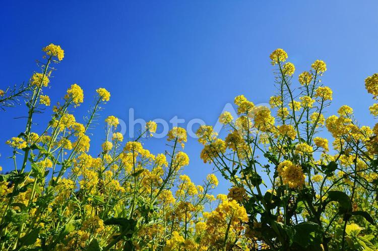 ＜春のイメージ＞菜の花 菜の花,菜の花畑,菜花の写真素材