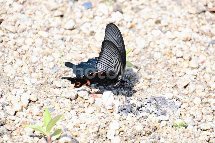 羽ばたきしているクロアゲハ クロアゲハ,アゲハチョウ,揚羽蝶の写真素材
