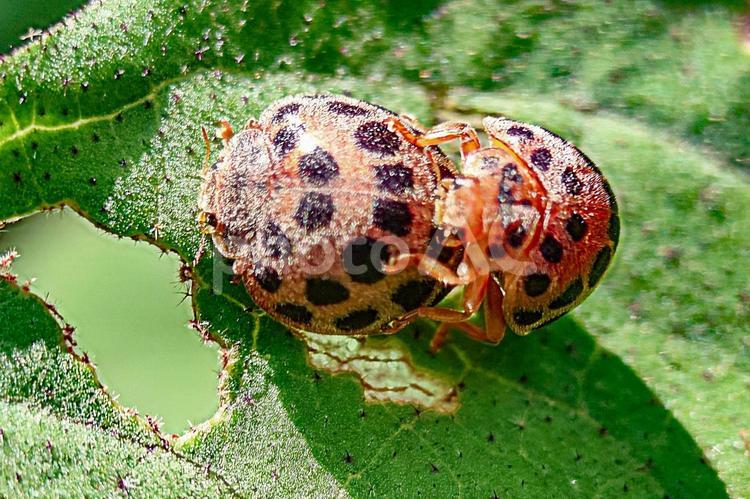 野菜の害虫　テントウムシダマシ ニジュウヤホシテントウ,テントウムシダマシ,二十八星天道の写真素材