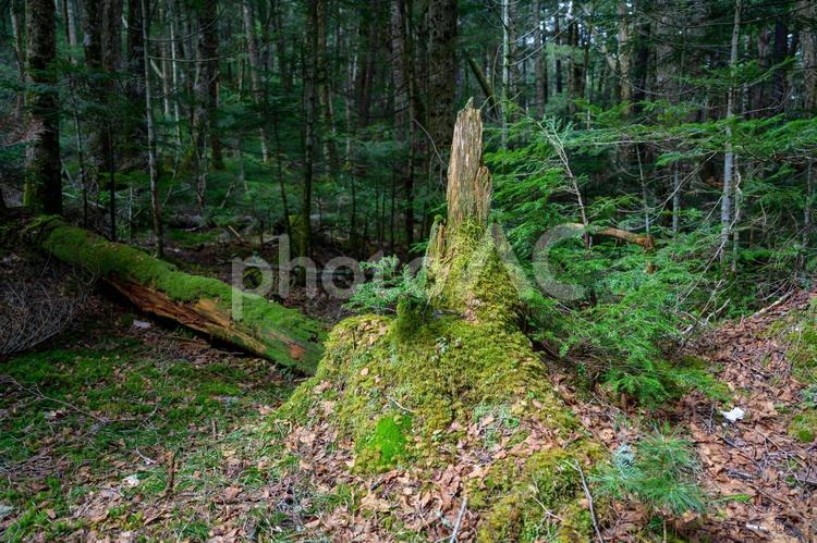 苔むした山林 森,森林,苔の写真素材