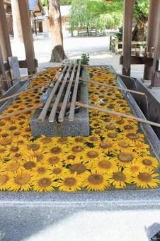 射水神社 射水神社 8月,夏,富山県の写真素材