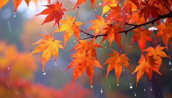 雨の中のもみじ 秋の紅葉 雨の中のもみじ 秋の紅葉の写真