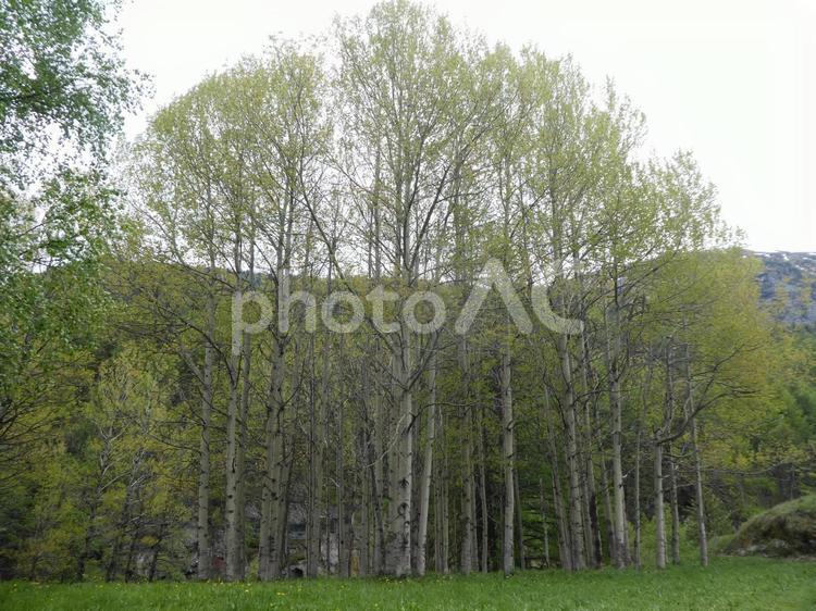 白樺の林 白樺,樹木,木の写真素材
