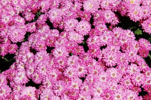 和菊・わぎく 和菊・わぎく 和菊・わぎく,風景マクロ,わぎくの写真素材