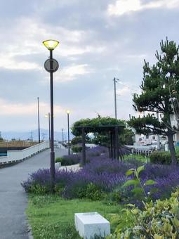 A walk along the lavender-filled twilight trail, JPG