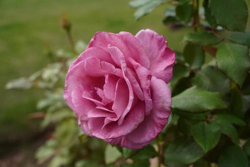 バラ　秋の写真