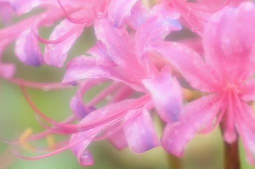 雨に濡れた彼岸花 雨に濡れた彼岸花の写真