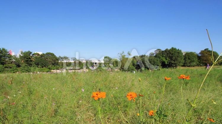 殆ど花が咲いていない葛西臨海公園の花畑 花畑,葛西臨海公園,秋の写真素材