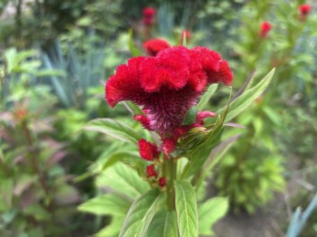 けいとうの花 けいとうの花の写真
