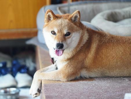 柴犬　ハウス　ドヤ顔　2025年9月　① 犬,飼い犬,柴犬の写真素材