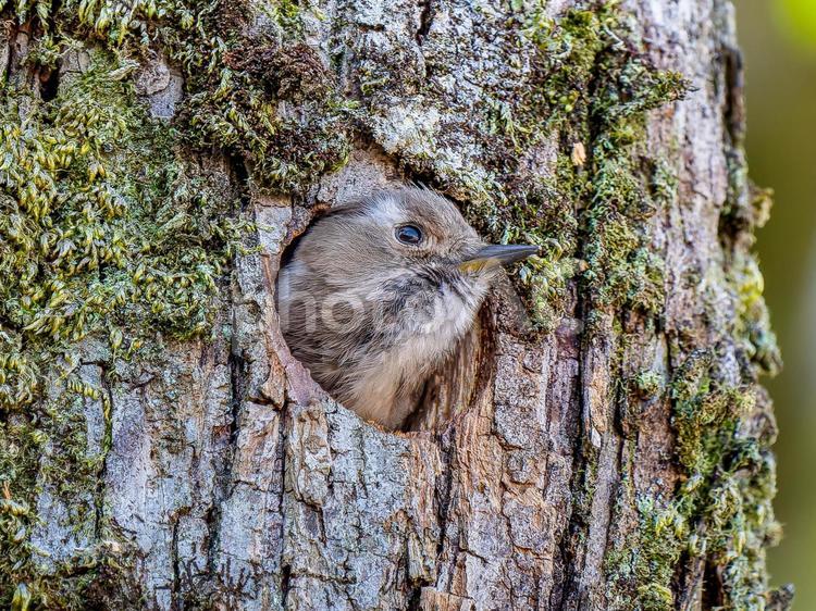 巣穴から顔をだすコゲラ コゲラ,キツツキ,野鳥の写真素材