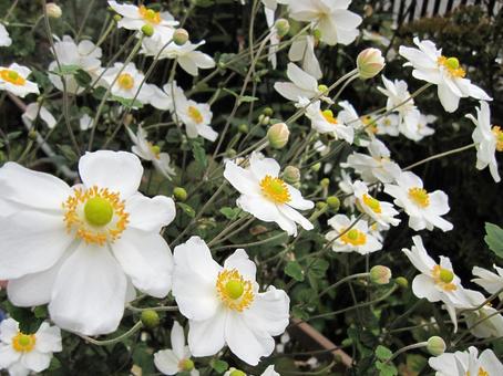 シュウメイギク・秋明菊 咲く風景,シュウメイギク,秋の写真素材