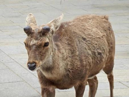 【動物の写真】奈良公園のシカの写真