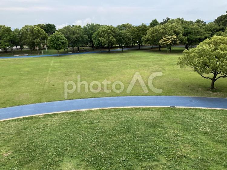 空と木々とウォーキングロード 木,道,木漏れ日の写真素材