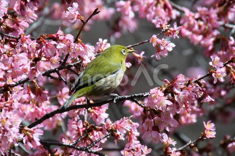 メジロの季節到来 メジロ,鳥,春の写真素材