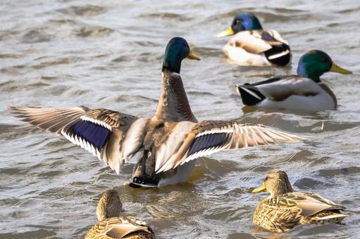 マガモ(25) 鳥,マガモ,カモの写真素材