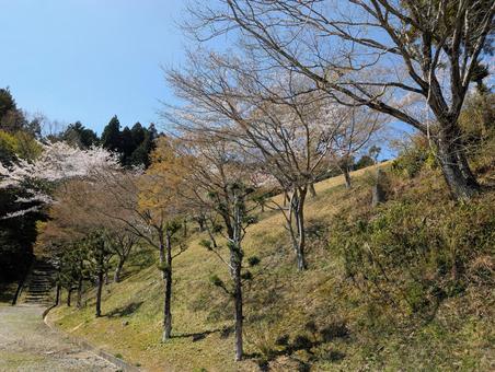 小高い丘の木々の中の桜 小高い丘の木々の中の桜 丘,木々,桜の写真素材