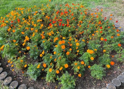 コスモス_オレンジ・赤_711C 花,コスモス,オレンジの写真素材