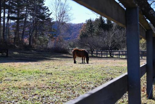 木曾馬 木曾馬,馬,動物の写真素材