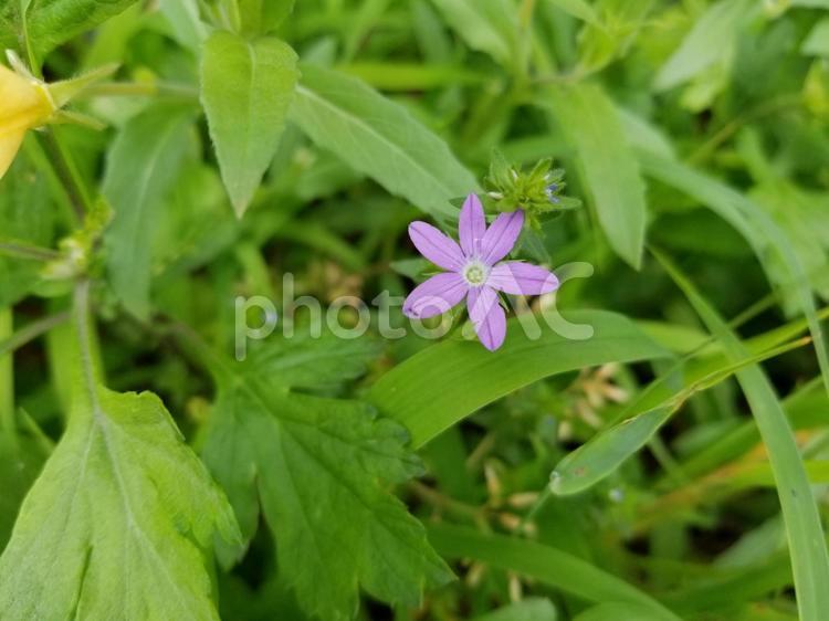 雛桔梗草のピンクの花 ヒナキキョウソウ,雛桔梗草,紫色の写真素材