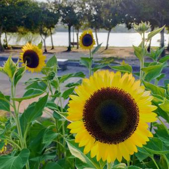 花 福岡,大濠公園,夏の写真素材