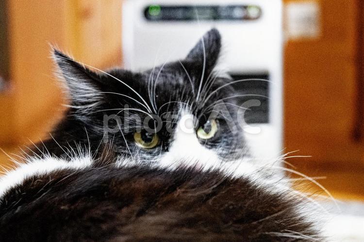 ファンヒーターから離れない猫 猫,寝る,眠るの写真素材